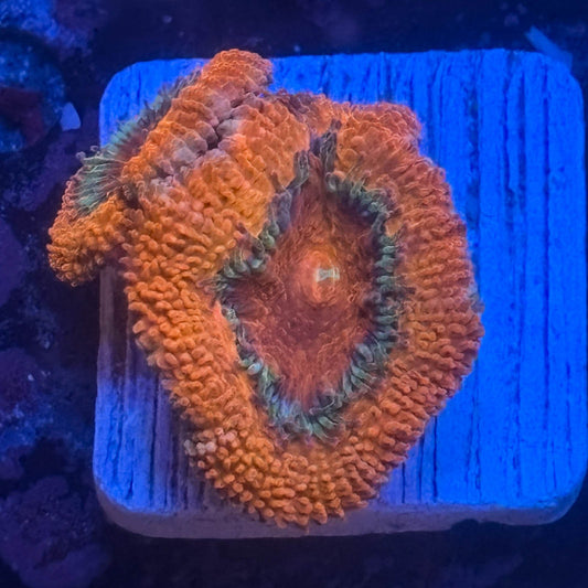 Aquacultured Acan WYSIWYG Z2-A5-M08