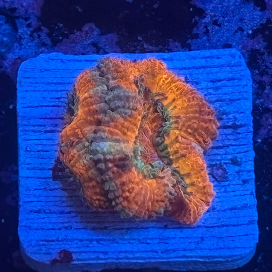 Aquacultured Acan WYSIWYG Z2-A6-M08
