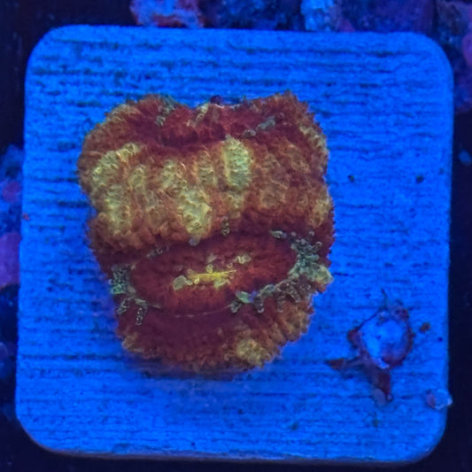 Aquacultured Acan WYSIWYG Z2-A7-M08