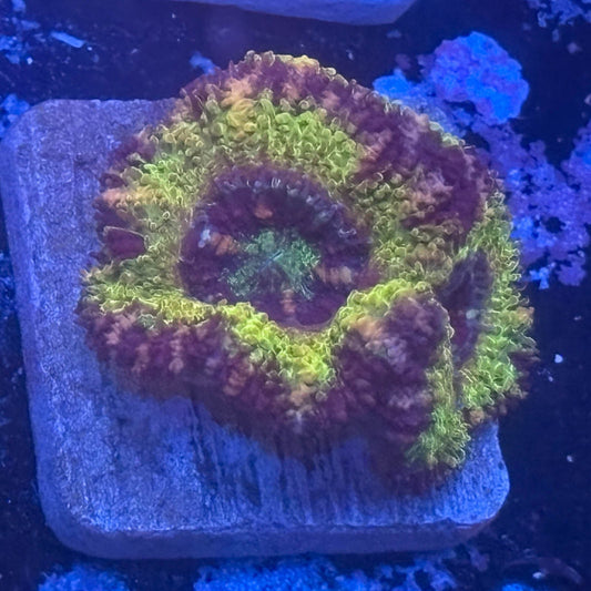 Aquacultured Reverse UFO Asian Acan WYSIWYG Z2-B1-M08