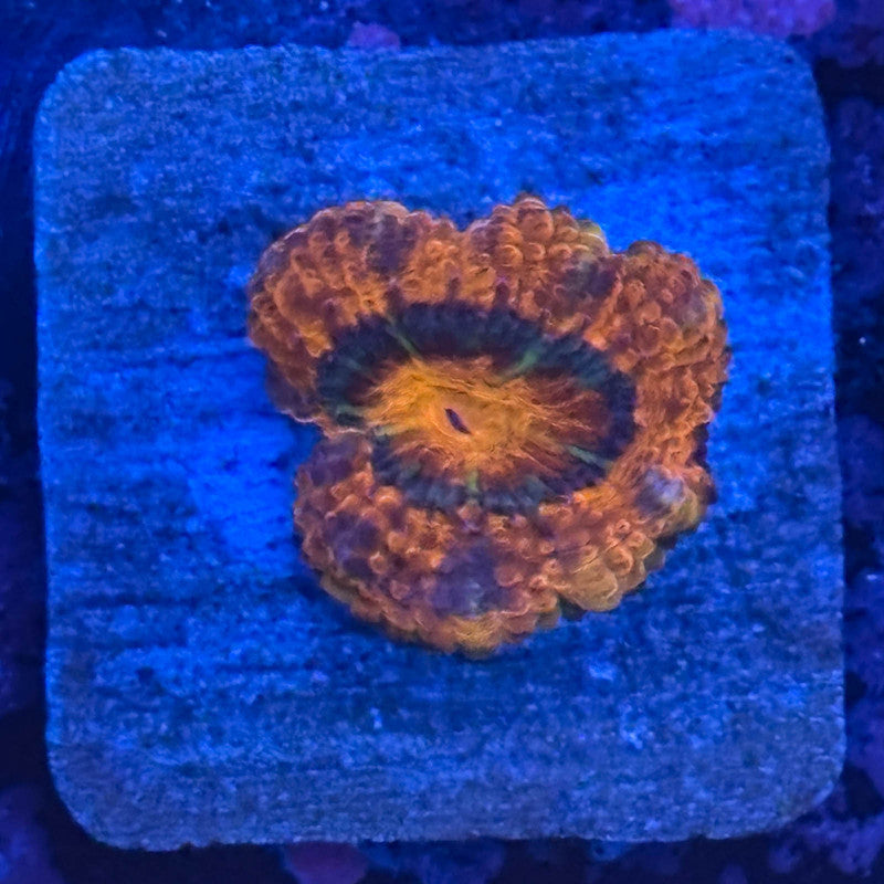 Aquacultured Acan WYSIWYG Z2-B5-M08