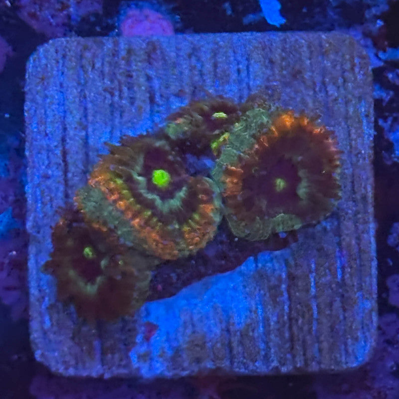 Aquacultured Holy Grail Micromussa WYSIWYG Z2-C5-M08