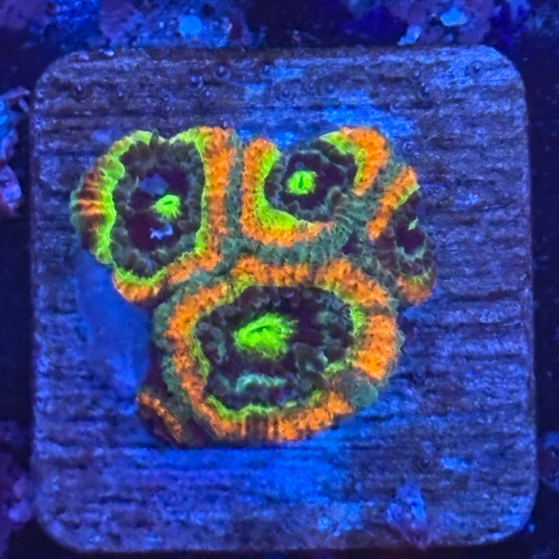 Aquacultured Holy Grail Micromussa WYSIWYG Z2-C6-M08