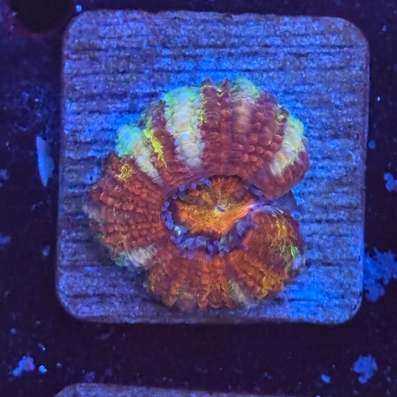 Aquacultured Rainbow Splatter Asian Acan WYSIWYG Z2-D2-M08
