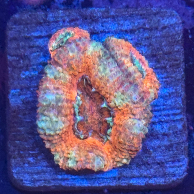 Aquacultured Acan WYSIWYG Z2-D4-M08