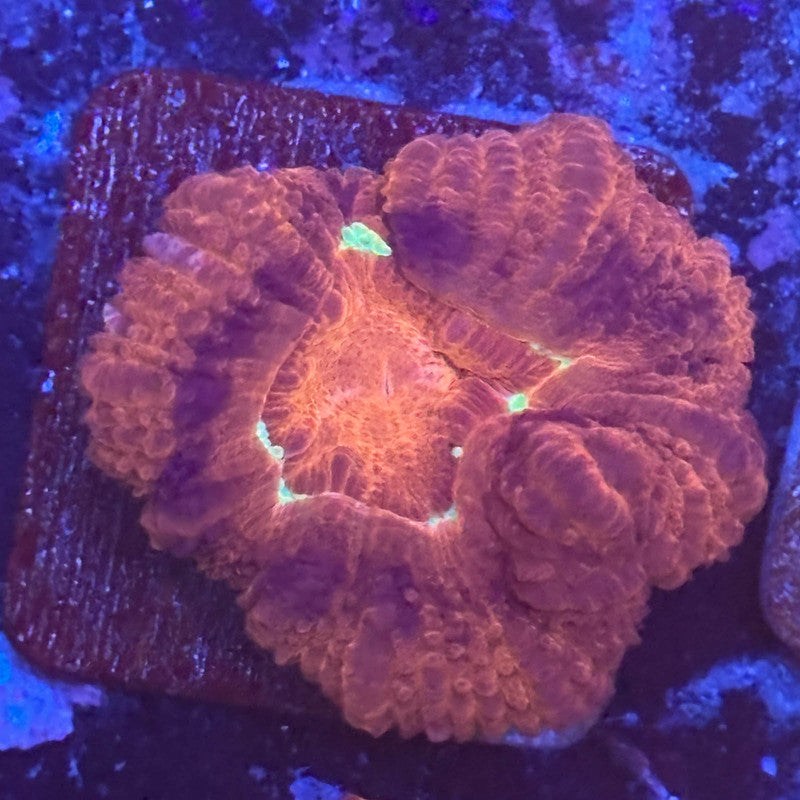 Aquacultured Code Red Asian Acan WYSIWYG Z2-E3-M08
