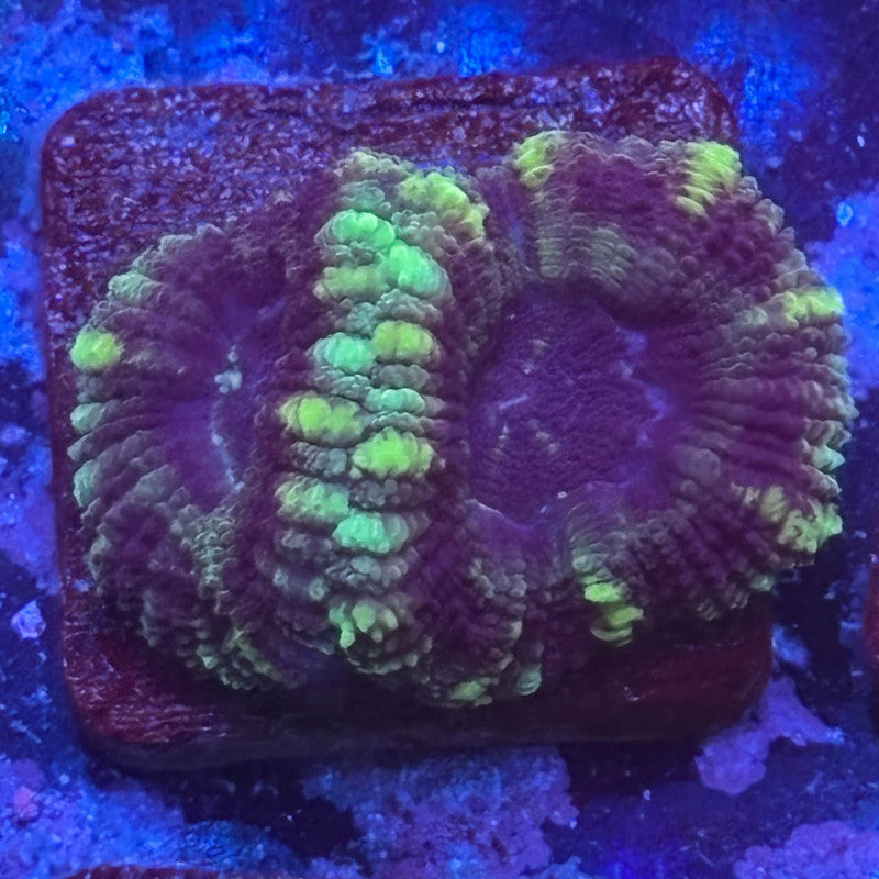 Aquacultured Witch's Garden Asian Acan WYSIWYG Z2-E7-M08