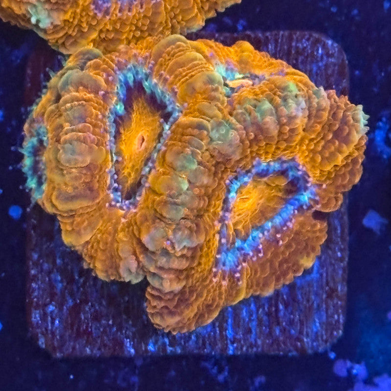 Aquacultured Acan WYSIWYG Z2-F1-M08