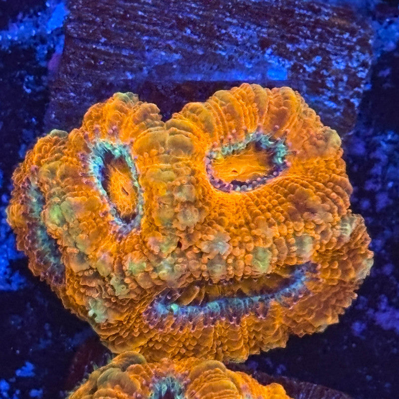 Aquacultured Acan WYSIWYG Z2-F2-M08
