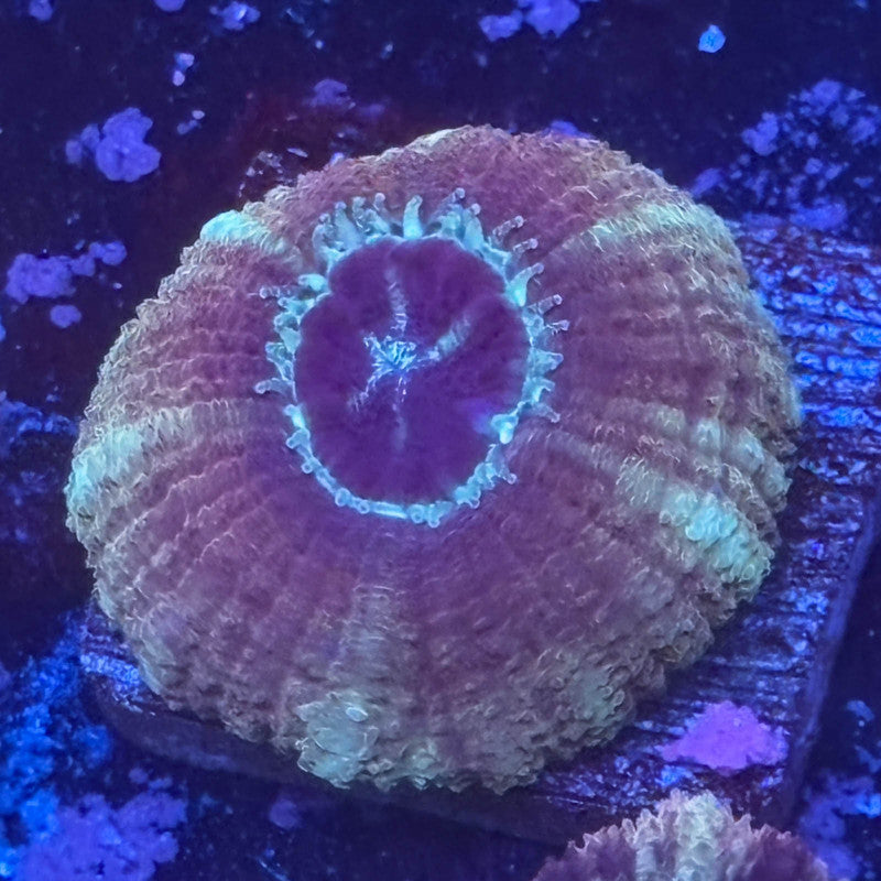 Aquacultured Alien Breath Asian Acan WYSIWYG Z2-G1-M08