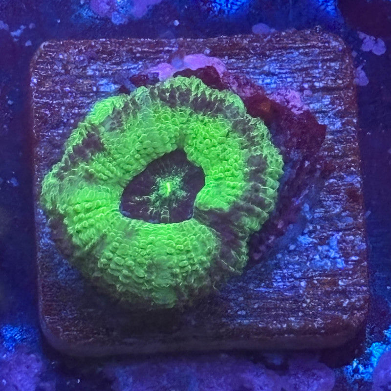 Aquacultured Toxic Asian Acan WYSIWYG Z2-H7-M08