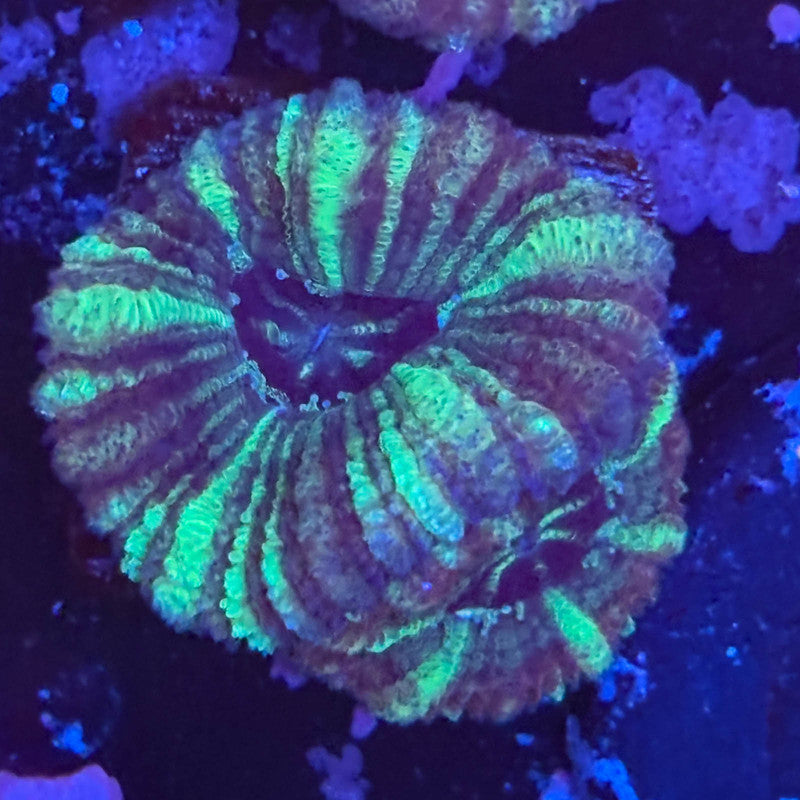 Aquacultured Witch's Garden Asian Acan WYSIWYG Z2-I1-M08