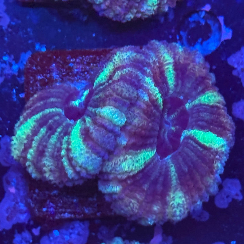 Aquacultured Witch's Garden Asian Acan WYSIWYG Z2-I2-M08