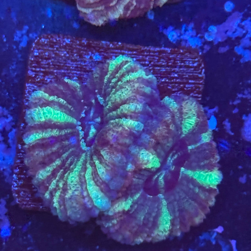 Aquacultured Witch's Garden Asian Acan WYSIWYG Z2-I3-M08