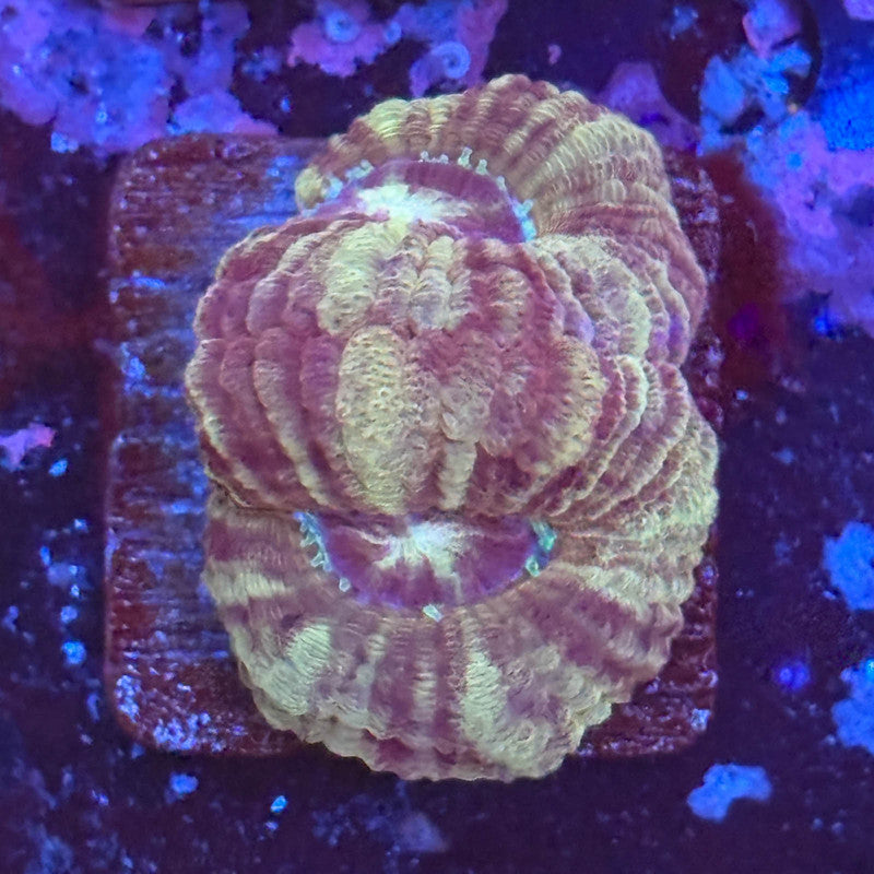Aquacultured Acan WYSIWYG Z2-I5-M08