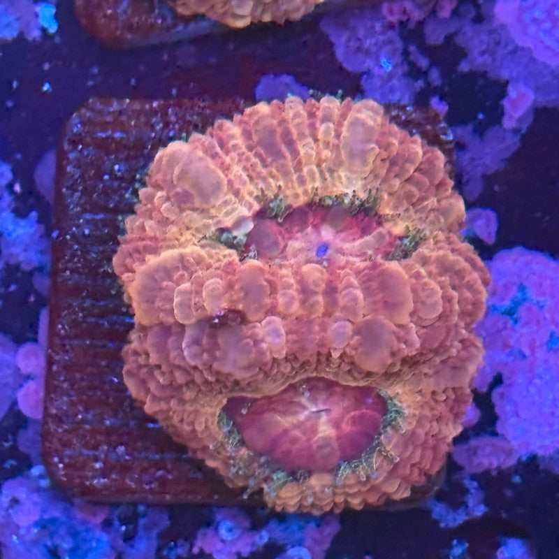 Aquacultured Acan WYSIWYG Z2-I6-M08