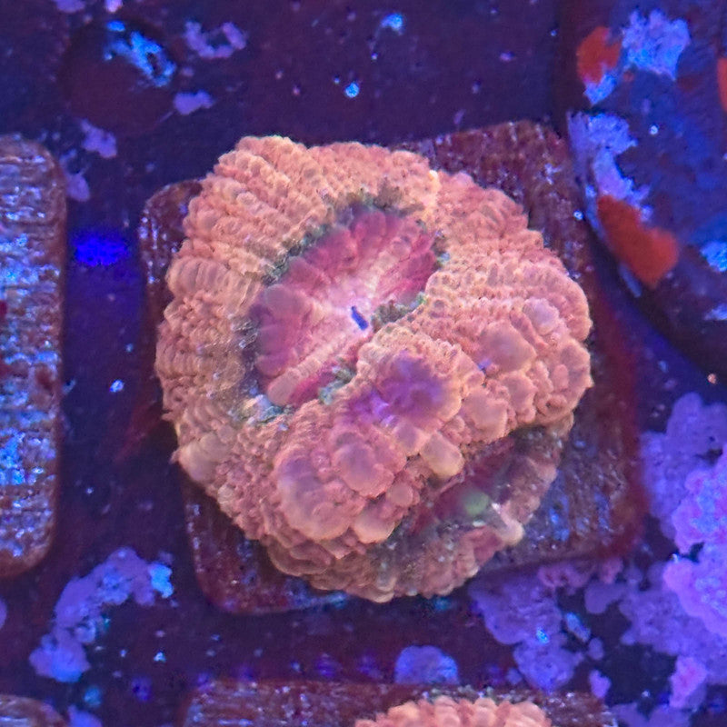 Aquacultured Acan WYSIWYG Z2-I7-M08