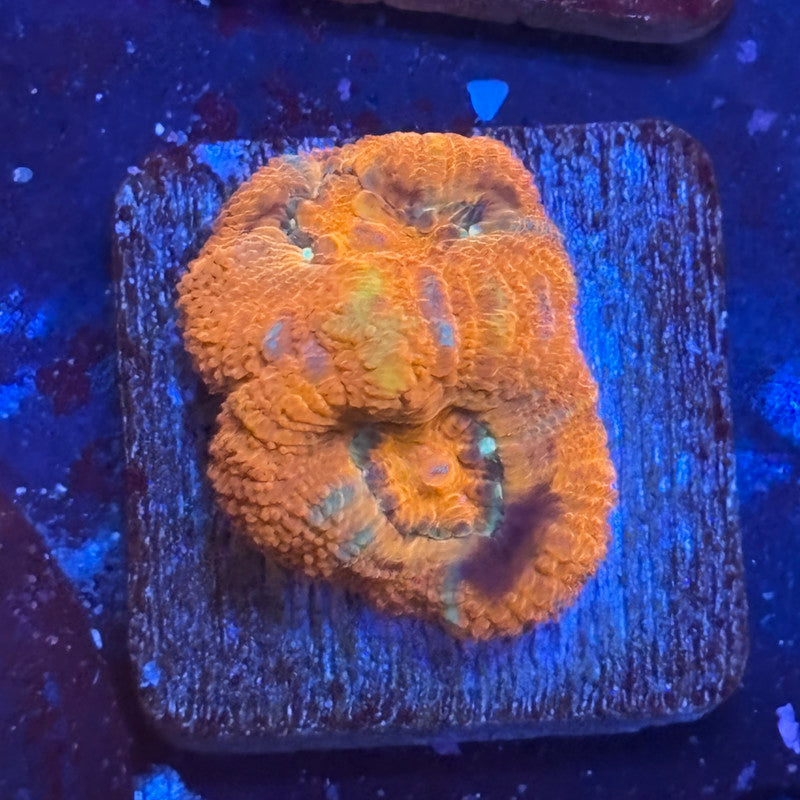 Aquacultured Acan WYSIWYG J2-A1-M08