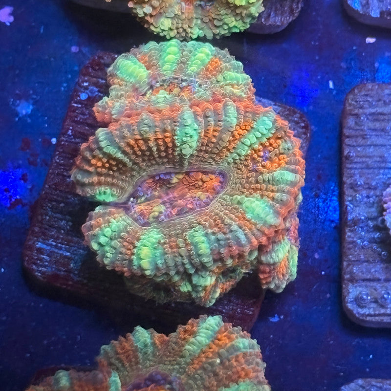 Aquacultured Citrus Power Acan WYSIWYG J2-A4-M08