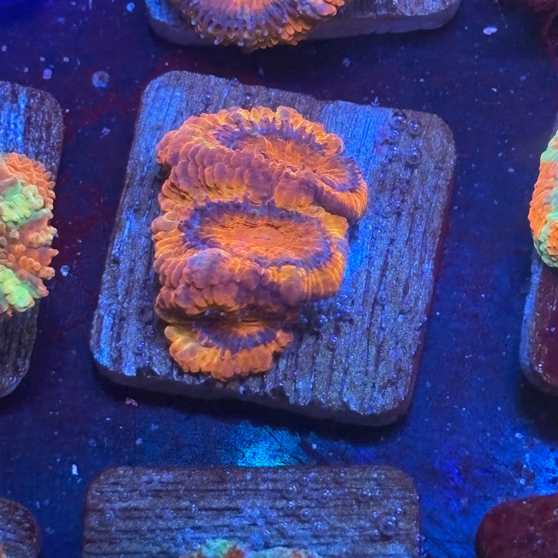 Aquacultured Acan WYSIWYG J2-B5-M08