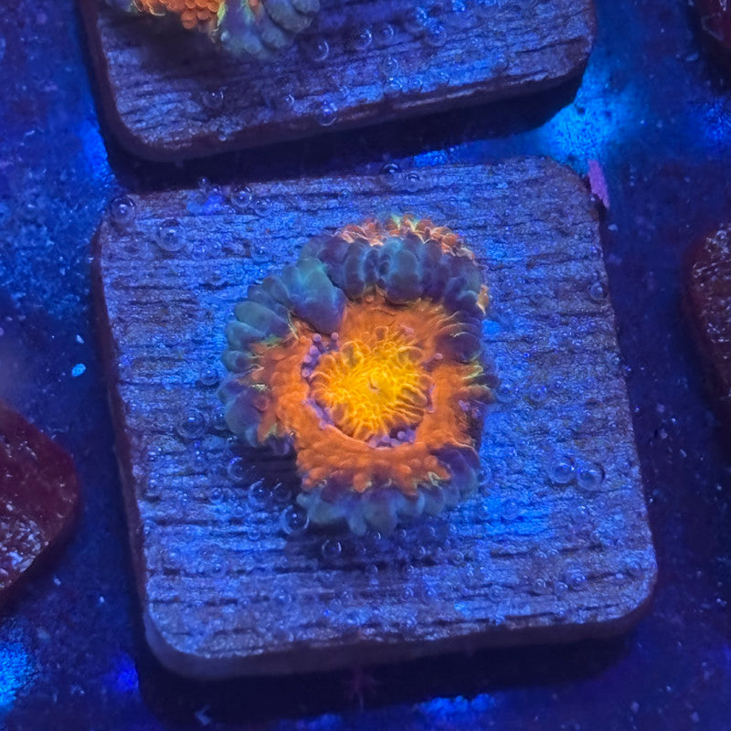 Aquacultured Carnival Crush Acan WYSIWYG J2-E2-M08