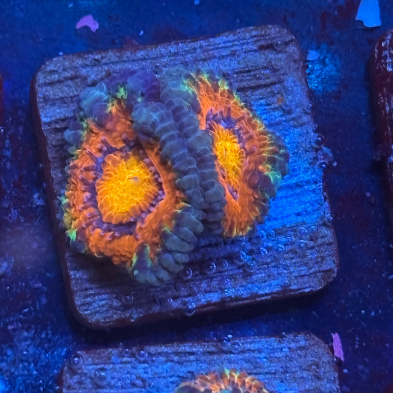 Aquacultured Carnival Crush Acan WYSIWYG J2-E3-M08