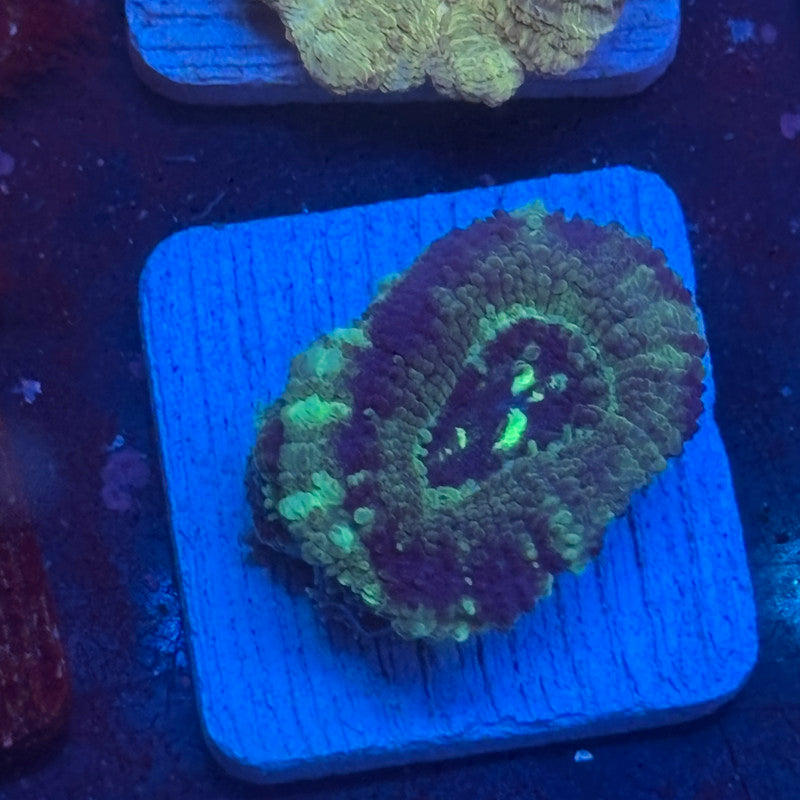 Aquacultured Acan WYSIWYG J2-E6-M08