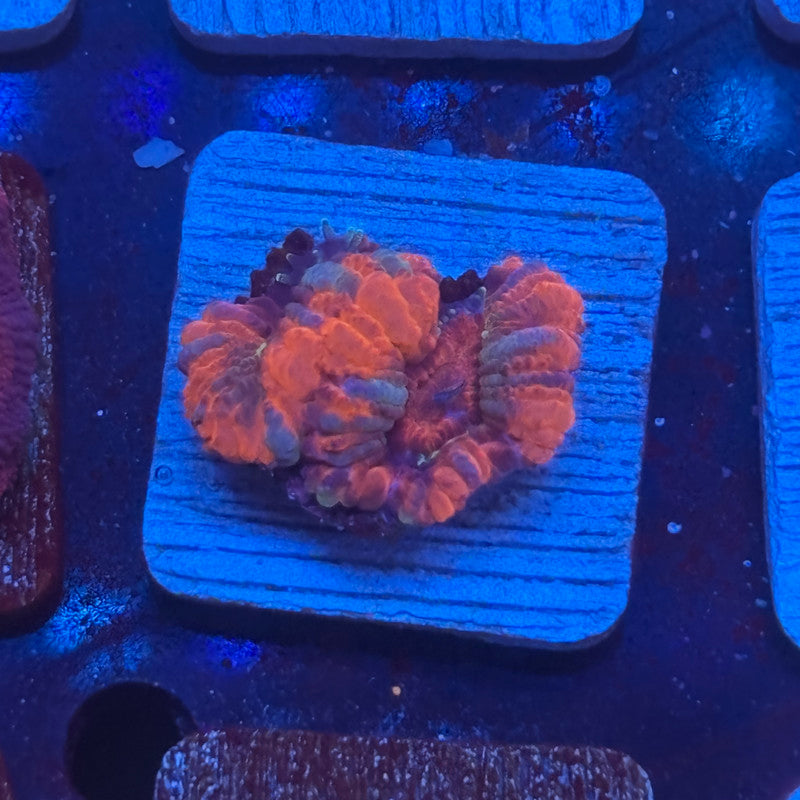 Aquacultured Acan WYSIWYG J2-G3-M08