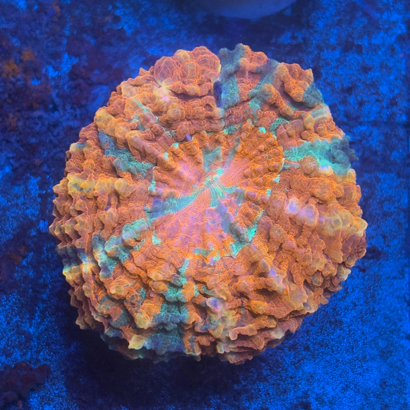 Ultra Acanthophyllia B01-05-M08
