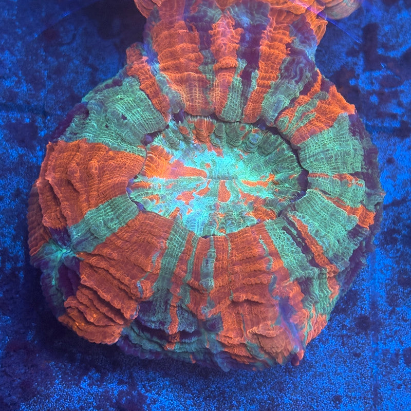 Rainbow Acanthophyllia B01-07-M08