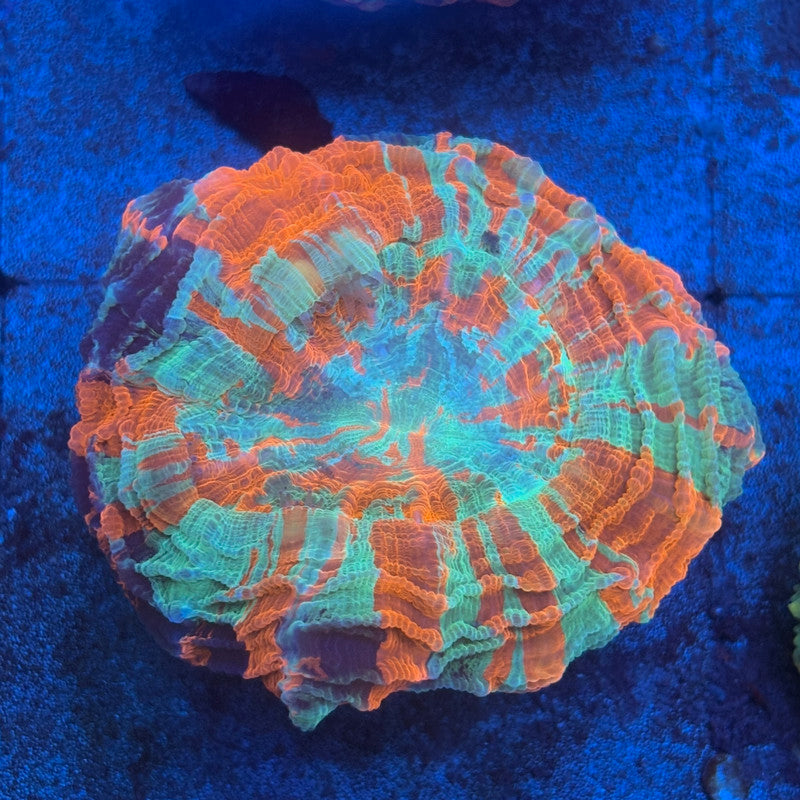 Rainbow Acanthophyllia B03-04-M08