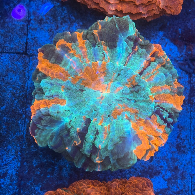 Rainbow Acanthophyllia B03-06-M08