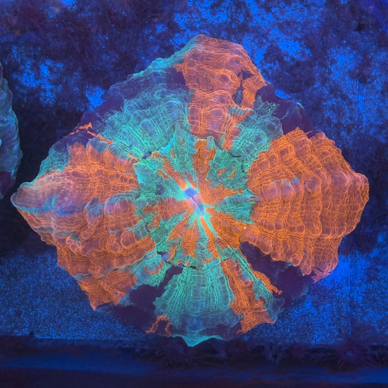 Rainbow Acanthophyllia B04-01-M08