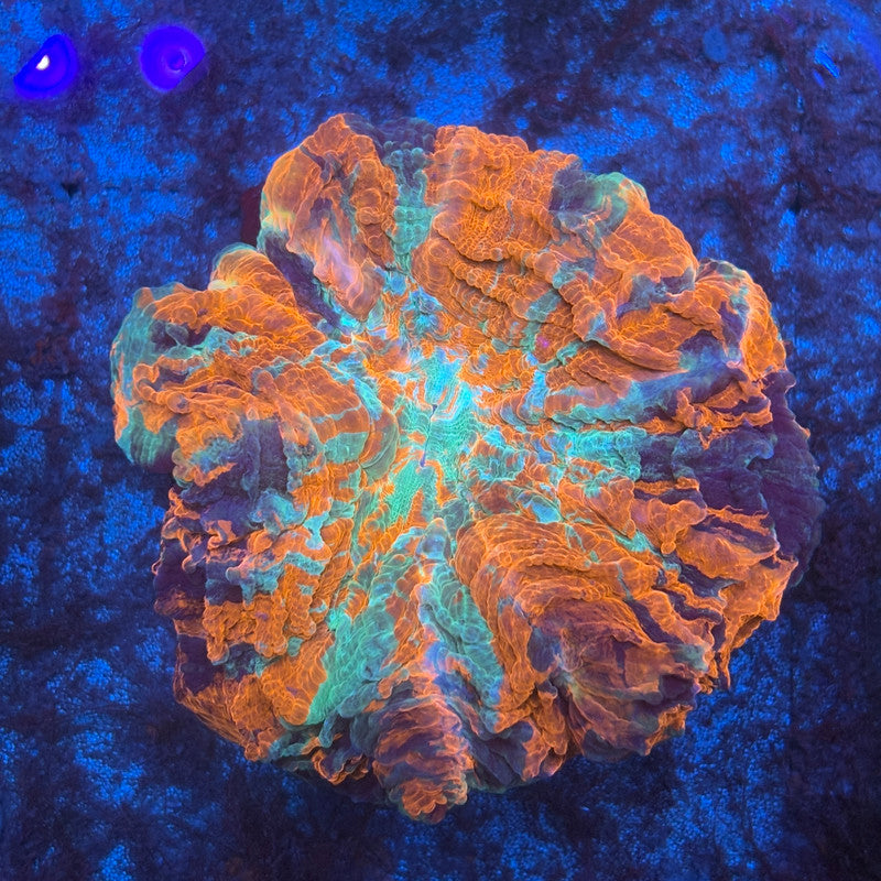 Rainbow Acanthophyllia B04-02-M08
