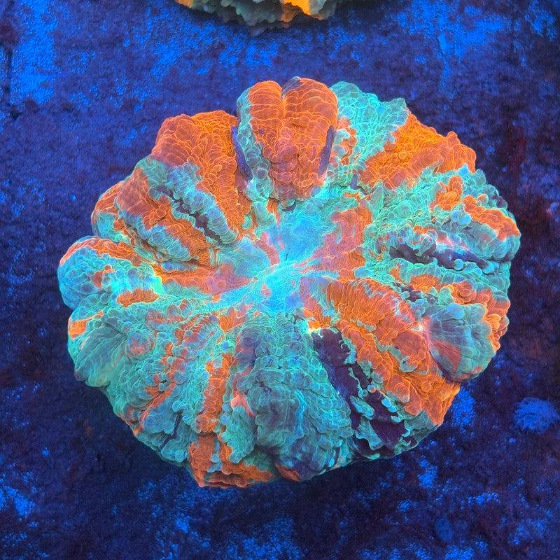 Rainbow Acanthophyllia B04-03-M08