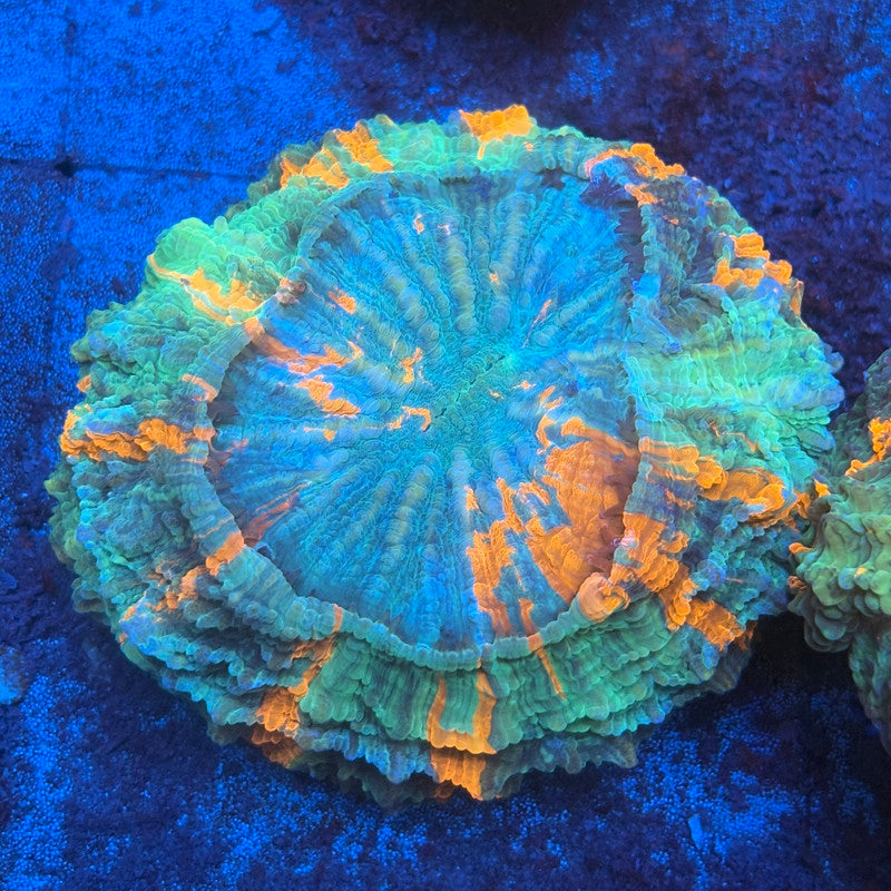 Ultra Acanthophyllia B04-04-M08