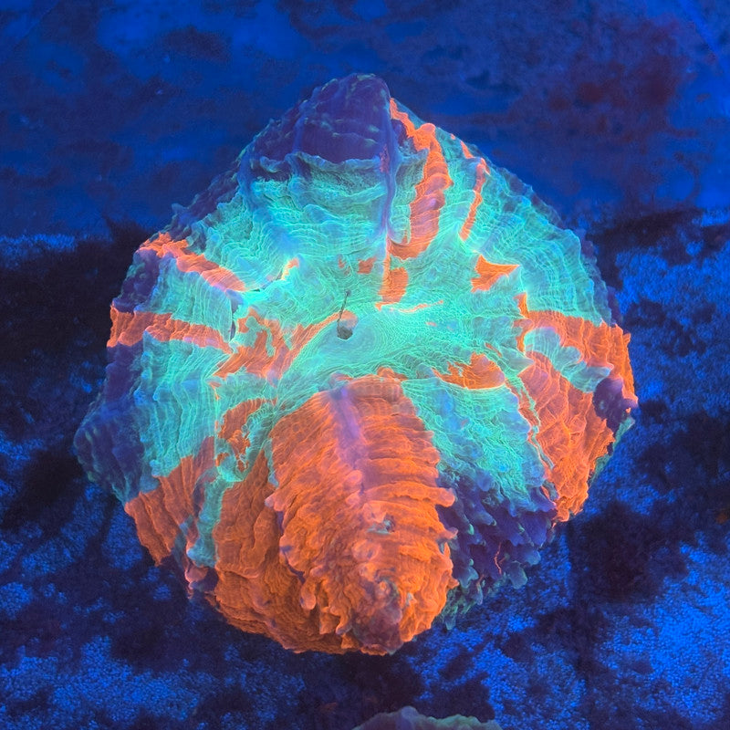 Rainbow Acanthophyllia B04-08-M08