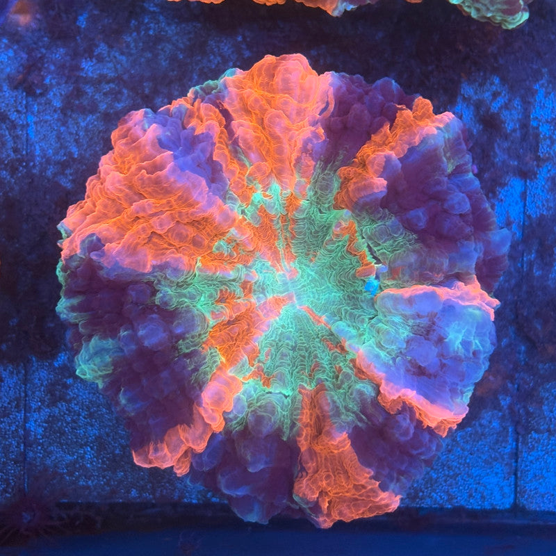 Rainbow Acanthophyllia B05-01-M08