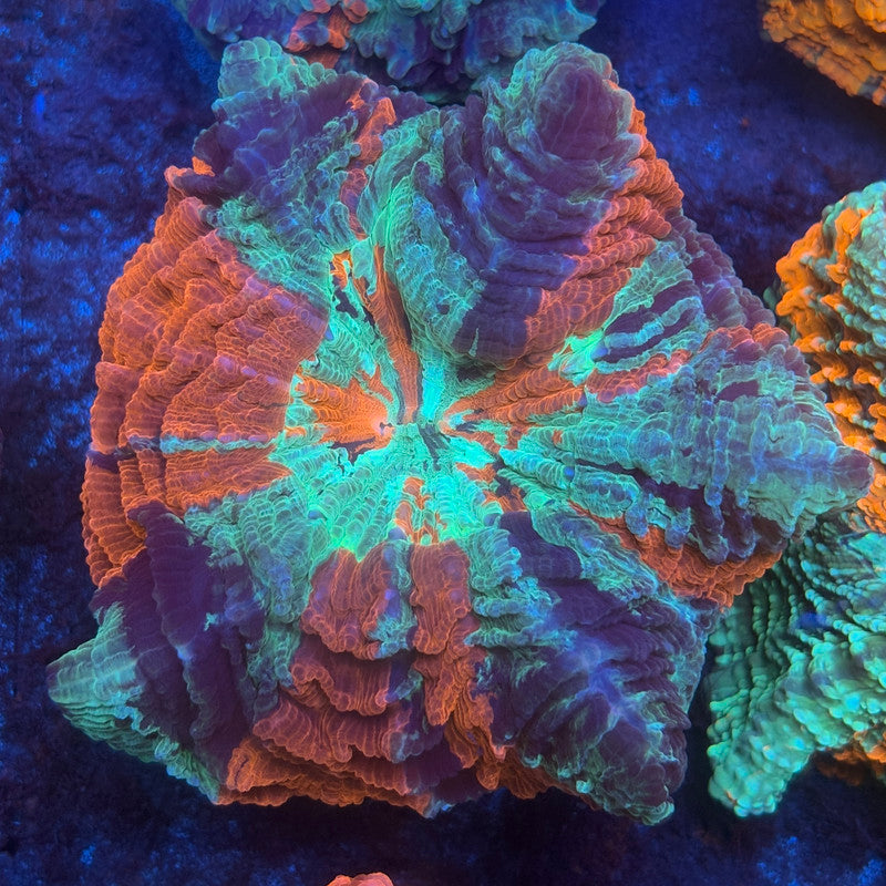Rainbow Acanthophyllia B05-02-M08