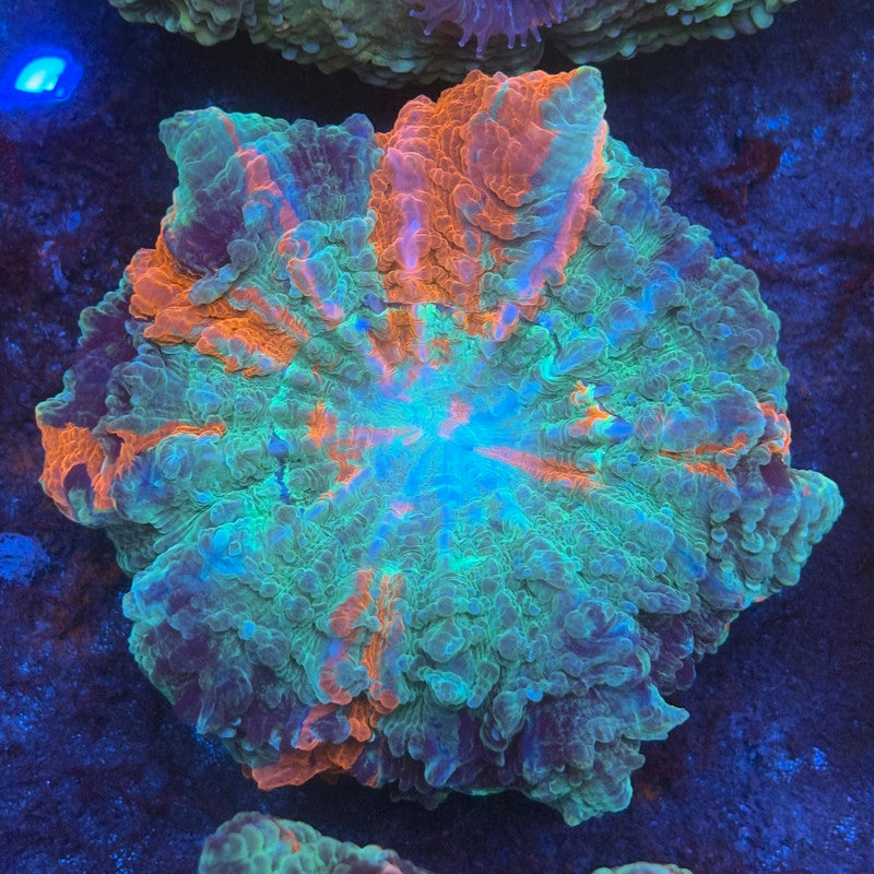 Rainbow Acanthophyllia B05-03-M08