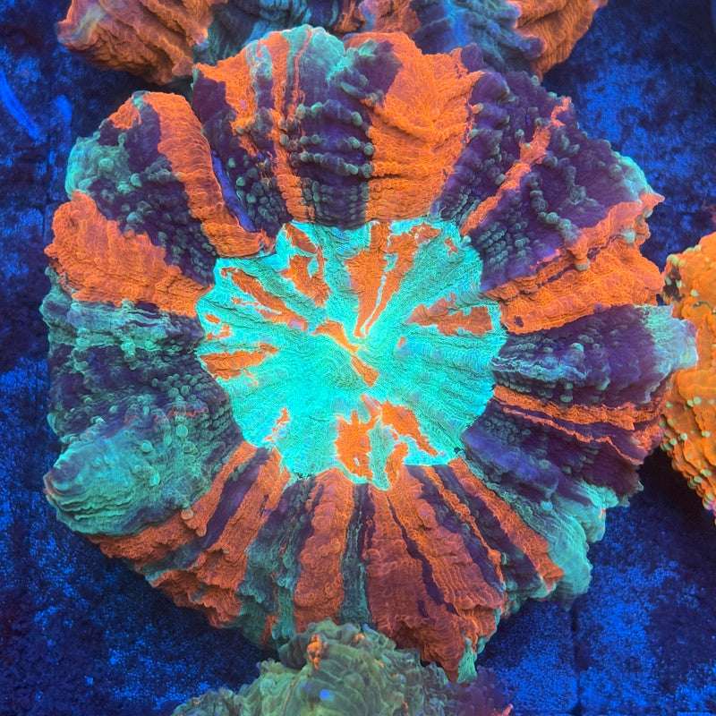Rainbow Acanthophyllia B05-05-M08
