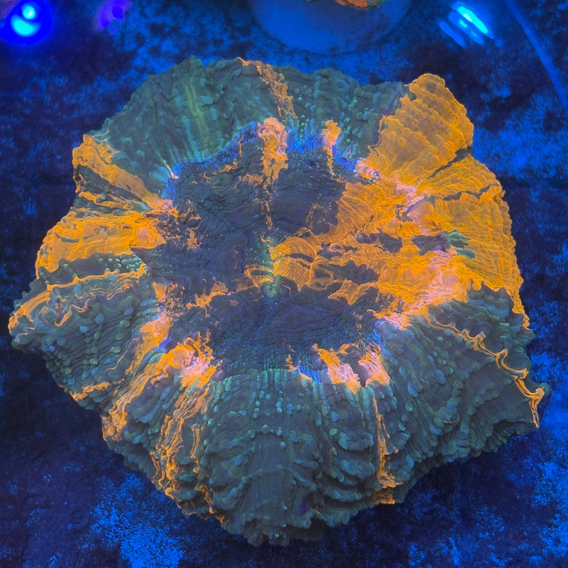 Ultra Acanthophyllia B06-07-M08
