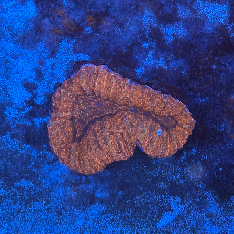 B08-01-M08 Lobo WYSIWYG