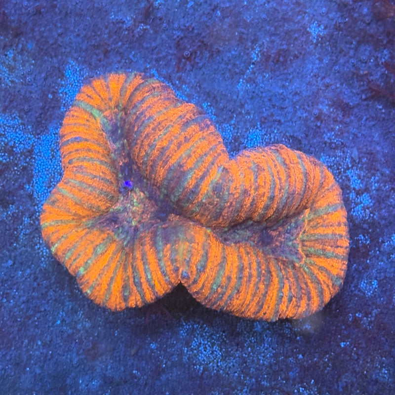 B08-02-M08 Lobo WYSIWYG
