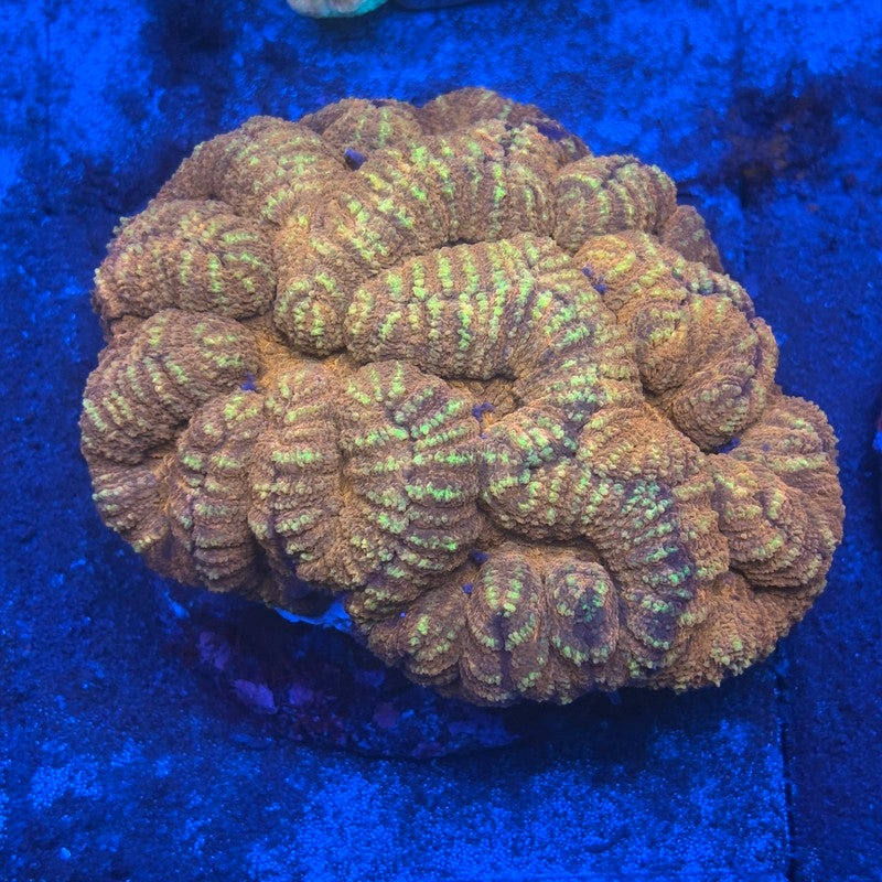 B11-05-M08 Symphyllia WYSIWYG