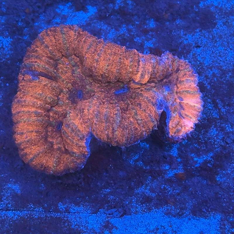 B11-08-M08 Symphyllia WYSIWYG