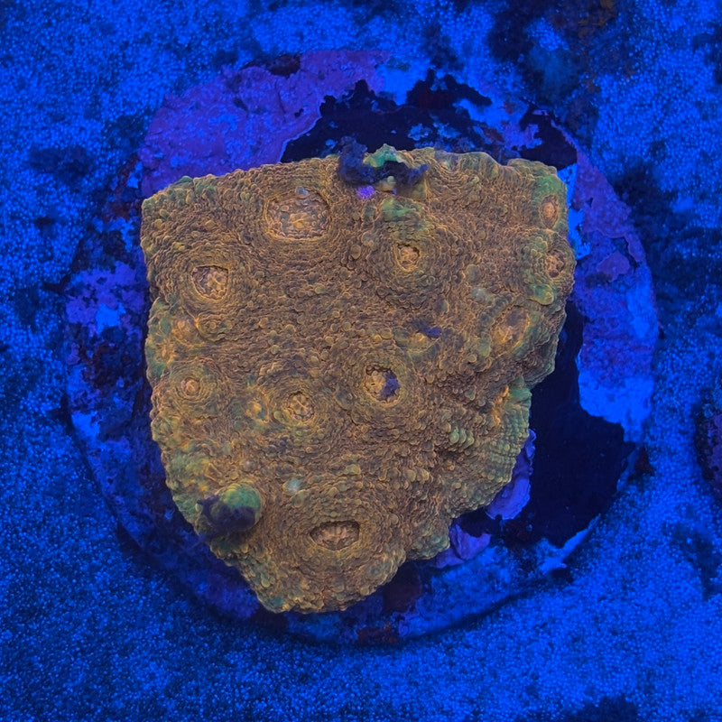B12-02-M08 Chalice Colony WYSIWYG