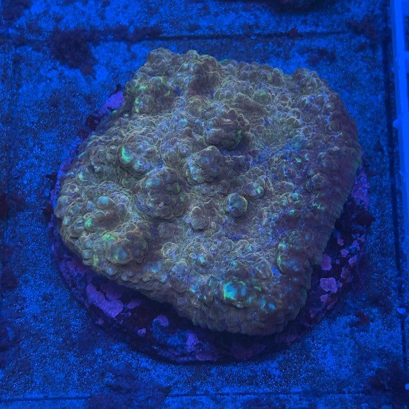 B13-06-M08 Chalice Colony WYSIWYG
