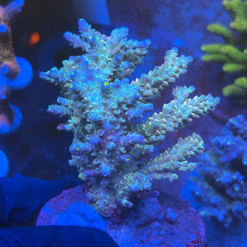 A02-01-M08 SPS Indo Colony WYSIWYG