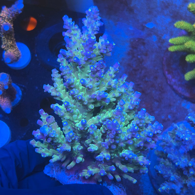 A02-02-M08 SPS Indo Colony WYSIWYG